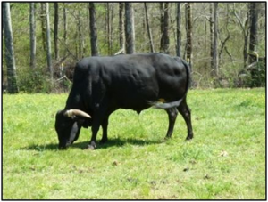 Whispering Bill - Stephens Farm