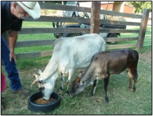 Eddie, Loretta and Little Shania - Stephens Farm