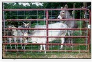 Patsy, Baby, Darlin' and Miss Minnie - Stephens Farm