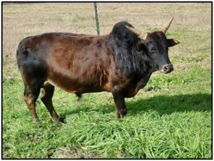 Ranger - Stephens Farm