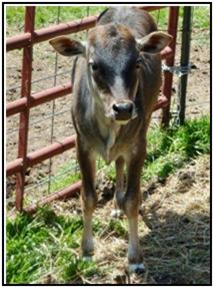 Little Shania - Stephens Farm