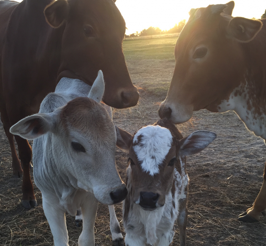 brandi,-sangria,-pebbles,-baby