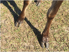 trimmed hooves