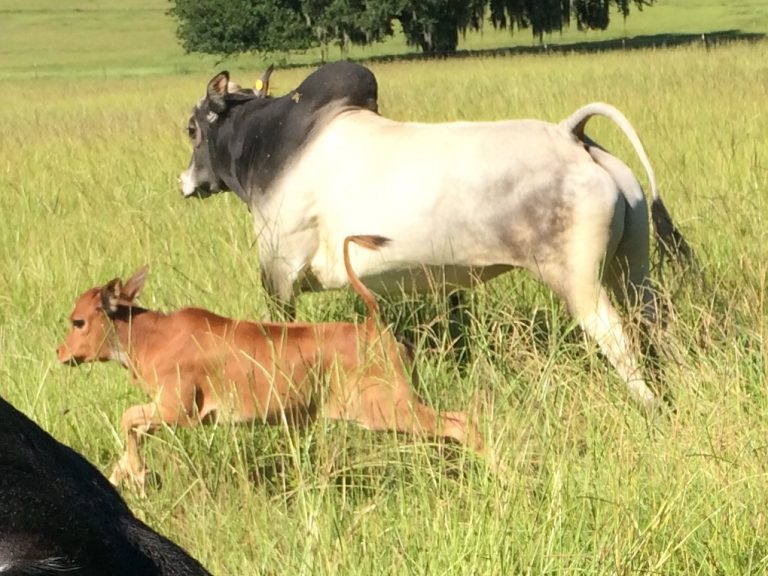 Samson - Peanut hay field