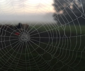 spider web for 2020 Spook-Tacular